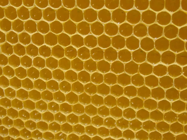 Honung Kammar Sig Med Honung Naturlig Bakgrund Nektarbiodling — Stockfoto