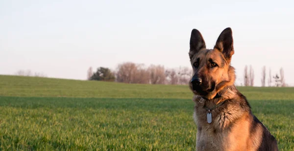 German Shepherd Sitting Green Grass — Stock Photo, Image