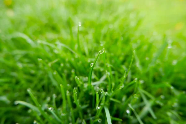 緑の草の自然な背景のテクスチャ 背景の芝生 — ストック写真