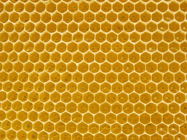 新鲜蜂蜜在康柏 蜂蜡梳子结构抽象图案 黄蜂窝质感背景 — 图库照片
