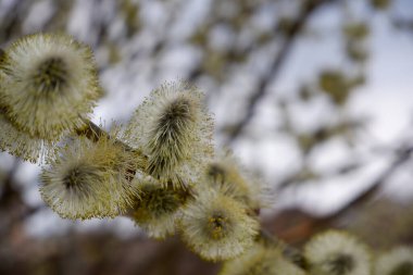 Pussy willow branches background, close-up. Willow twigs with catkins. Spring easter pussy willow branches.