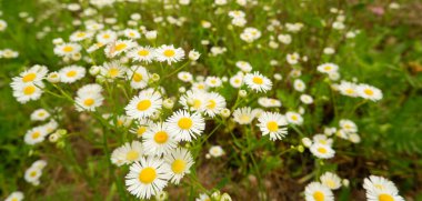 Yeşil çimenlerin arka planında beyaz papatyalar.