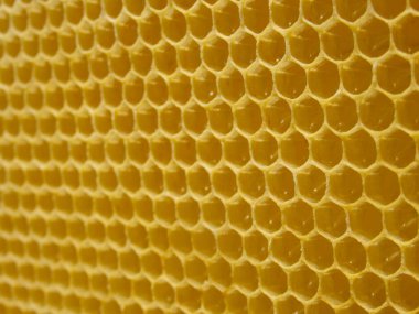 Ballı bal petekleri. Doğal arka plan. Nektar Apiculture