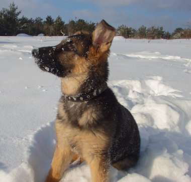 Köpek yavrusu Alman kurdu kış parkında yürüyor.