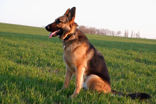 German Shepherd Sitting Green Grass — Stock Photo, Image