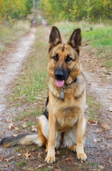 Alman Çoban Köpeği Sonbahar Orman Yolunun Arka Planında Poz Veriyor — Stok fotoğraf