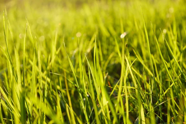 Naturalne Zielone Ekologicznie Słoneczne Tło Trawą Plamami Światła Tapeta Zbliżenie — Zdjęcie stockowe