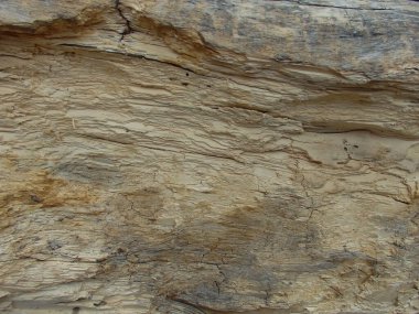 Hasarlı termitler ahşap doku