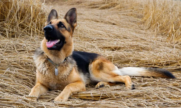 Olgun Buğday Başaklarının Arka Planında Poz Veren Alman Çoban Köpeği — Stok fotoğraf