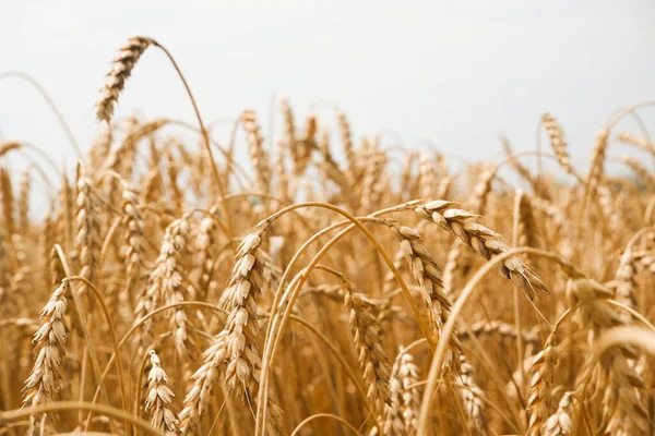 Paesaggio Estivo Campo Grano Campo Cereali Maturi Punte Dorate Grano — Foto Stock