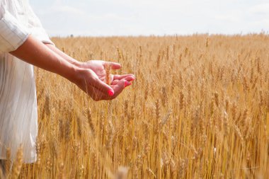 Beyaz gömlekli genç bir tarım uzmanı altın buğday tarlasının dikenlerine dokunuyor. Eller yukarı. Metin için yer.