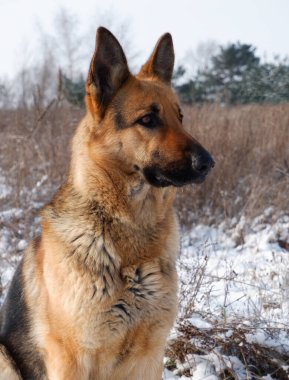 Alman çoban köpeği bir tarlada beyaz kar üzerinde oturuyor..