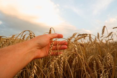 Tarım uzmanı bir adam, onun altın buğday başaklarıyla dokunur..