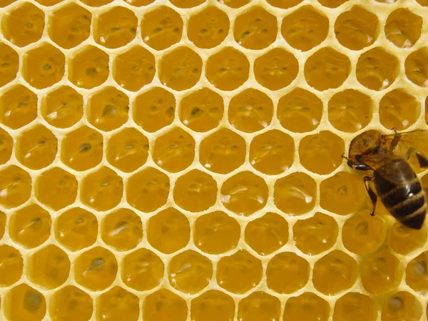 Φρέσκο Μέλι Στο Κομπ Κοντινό Πλάνο Των Μελισσών Μια Κυψέλη — Φωτογραφία Αρχείου