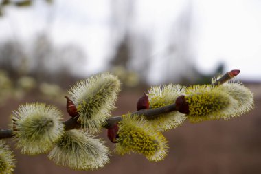Pussy willow branches background, close-up. Willow twigs with catkins. Spring easter pussy willow branches.