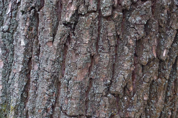 Altes Holz Baum Textur Hintergrundmuster — Stockfoto