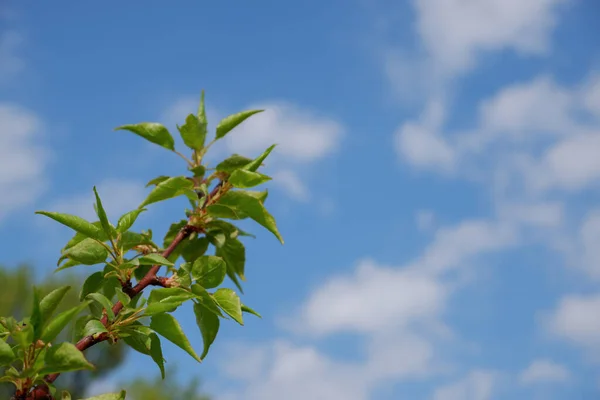 Pohled Nahoru Strom Mraky Modré Obloze — Stock fotografie