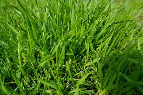 Sluiten Van Vers Dik Gras Met Waterdruppels — Stockfoto