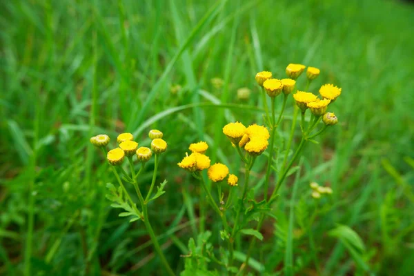 Yellow Flowers Background Green Grass Spring Forest — Stock Photo, Image