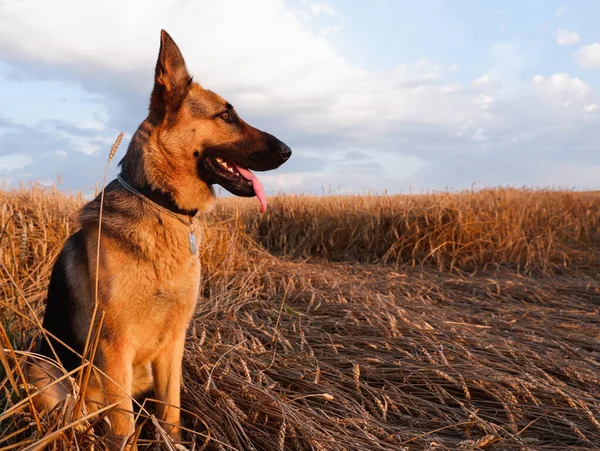 Schäferhund Posiert Auf Dem Hintergrund Reifer Weizenstacheln — Stockfoto