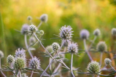 Echinops 'un güzel cilt yüzeyi batan güneşin ışınlarında yeşil bir arka planda yakın çekim yapıyor..
