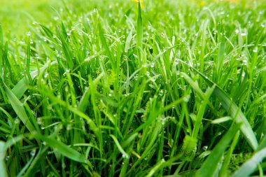 Su damlaları ile taze, kalın çimlere yakın