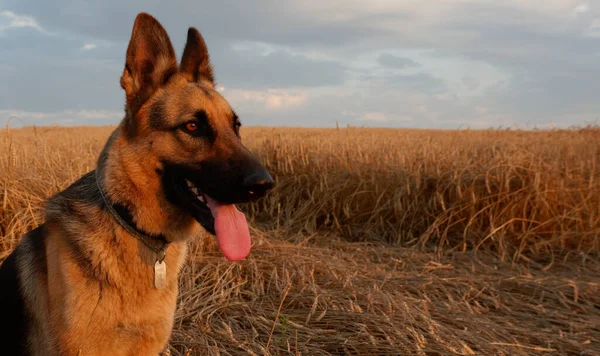 German Shepherd Posing Background Ripe Wheat Spikelets — Stock Photo, Image