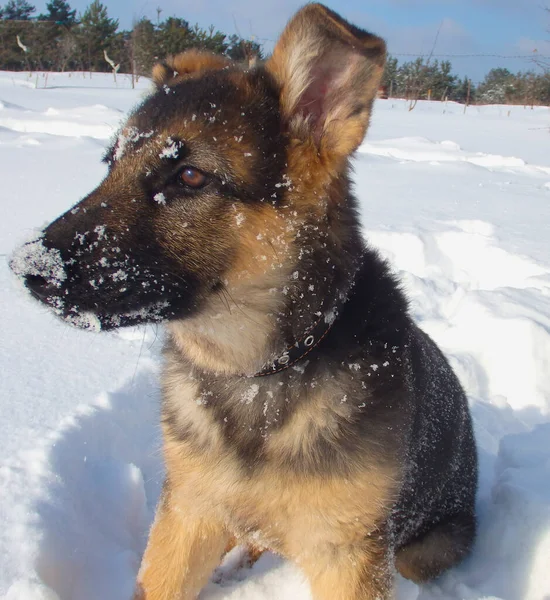 Puppy Φυλή Γερμανική Shepherd Περπάτημα Στο Πάρκο Χειμώνα — Φωτογραφία Αρχείου