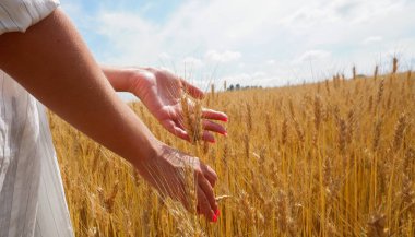 Beyaz gömlekli genç bir tarım uzmanı altın buğday tarlasının dikenlerine dokunuyor. Eller yukarı. Metin için yer.