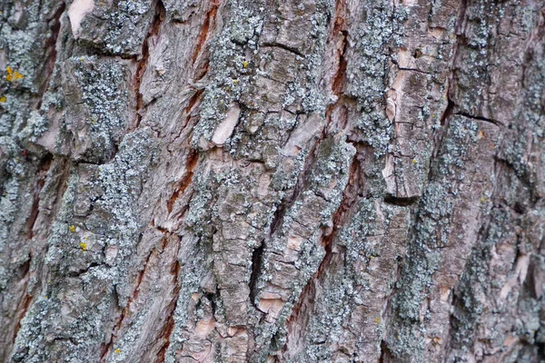 Stare Drzewo Tekstury Drzewa Wzór Tła — Zdjęcie stockowe