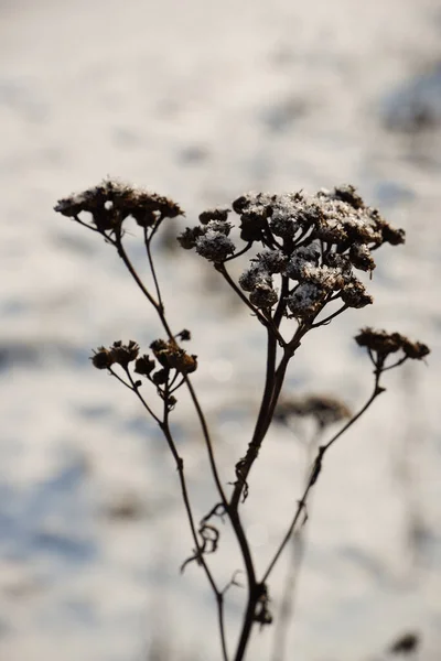 Inflorescência Seca Nevada Congelada Contra Fundo Neve Branca — Fotografia de Stock