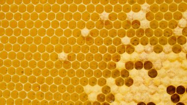 Taze Bal Tarakta. Balmumu tarağı yapısı soyut desen. Sarı Bal hücrelerinin doku arkaplanı.