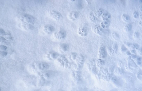 Impronte Gatto Nella Neve — Foto Stock