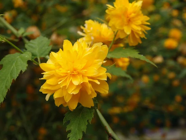 Gele Bloem Struik Macro — Stockfoto