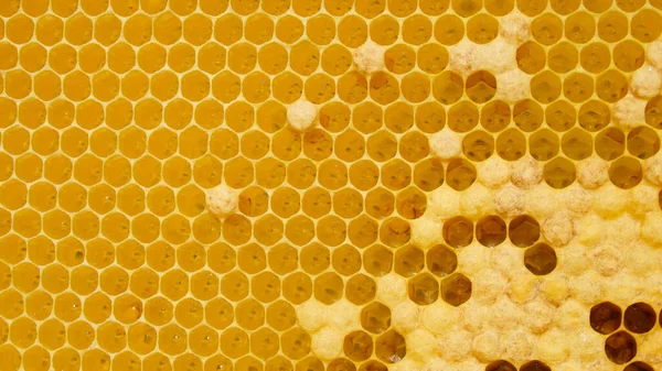 Taze Bal Tarakta. Balmumu tarağı yapısı soyut desen. Sarı Bal hücrelerinin doku arkaplanı.