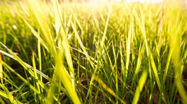 Doğal yeşil eko-güneşli arka plan, çimen ve ışık lekeleri. Güneşli bir sabahta taze yeşil çimlerin duvar kâğıdına yakın görüntüsü.