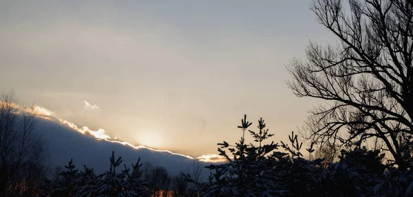 美丽的冬日落日在雪地里的松树树梢 在夕阳西下的云彩衬托下的大树 — 图库照片