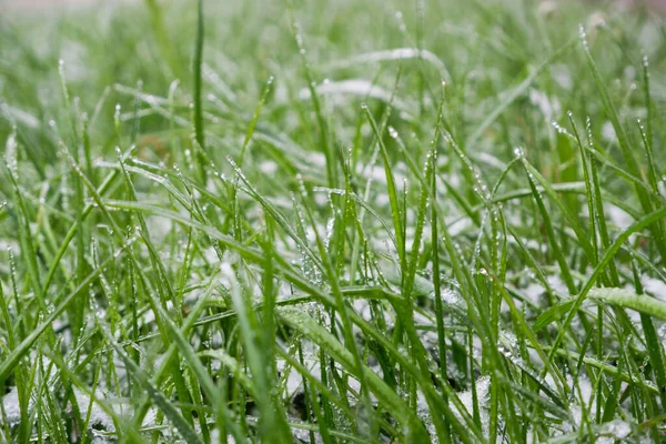 Grünes Gras Bedeckt Vom Ersten Schnee Auf Dem Rasen Grünes — Stockfoto