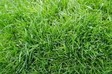 Su damlaları ile taze, kalın çimlere yakın