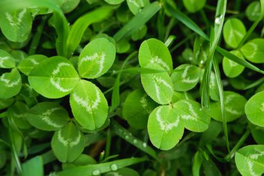 Vahşi doğada ilkbaharda yeşil yapraklı yonca. Çimenden doğal arkaplan.