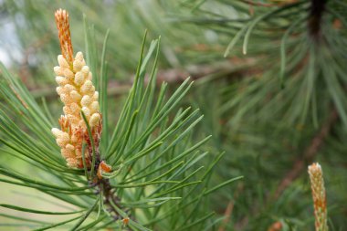 Genç fidan tomurcukları. Bahar ağacı büyümesi. Genç yeşil çam dalı.