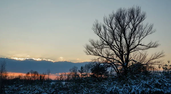 Beautiful winter sunset. The tops of young pine trees in the snow and a huge tree against the backdrop of clouds in the rays of the sunset.