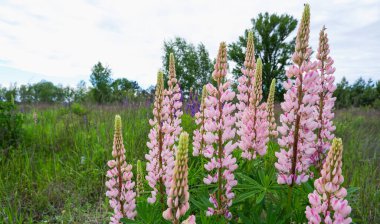 Vahşi doğada çiçek açan lupin. Mor çiçek açan lupin çiçeklerine yakın.