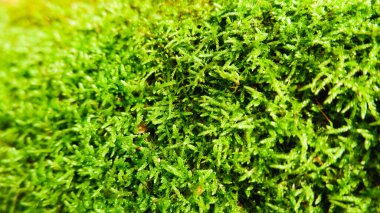 Doğal arka plan. Yeşil yosun dokusu, yüzeysel alan derinliği ile yakın plan. Güneş ışığı.