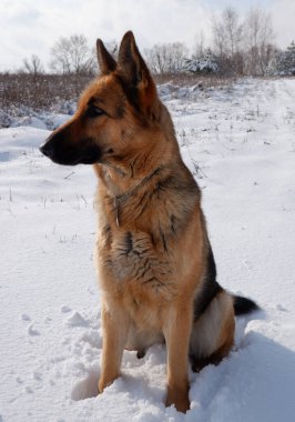 Alman çoban köpeği güneşli bir kış gününde karlı bir tarlada oturur..