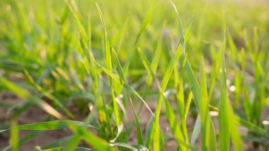 Batan güneşin ışınlarında yemyeşil, sulu mısır gevreği filizleri. Tarımsal bir alanda tahıllar.