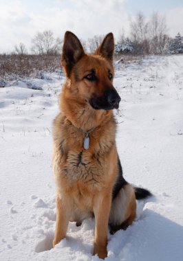 Alman çoban köpeği güneşli bir kış gününde karlı bir tarlada oturur..