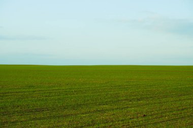 Doğal arka plan. Yeşil yosun dokusu, yüzeysel alan derinliği ile yakın plan. Güneş ışığı.