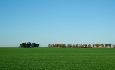Peyzaj. Yeşil buğday tarlası, ufukta ağaçlar ve açık mavi gökyüzü..