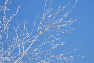 Kış sahnesi. Mavi tonlarda arka plan. Beyaz huş ağacının dalları açık mavi gökyüzünün zeminine karşı kıpkırmızı parlak güneş tarafından aydınlatılır..